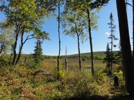A view of the Silver River Wetlands parcel generously donated by Linda Ott.