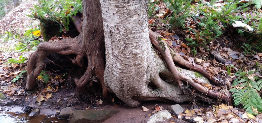 two old trees growing intertwined
