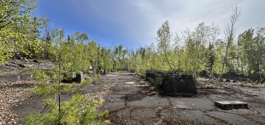 A photo of a concrete pad being overtaken by small trees with the sun shining in the blue sky