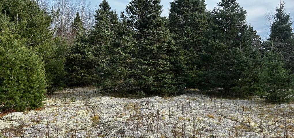 Lichen field at Boston Creek Nature Area