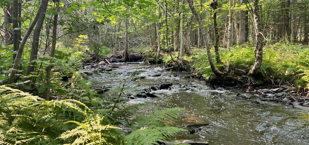 A view of Boston Creek