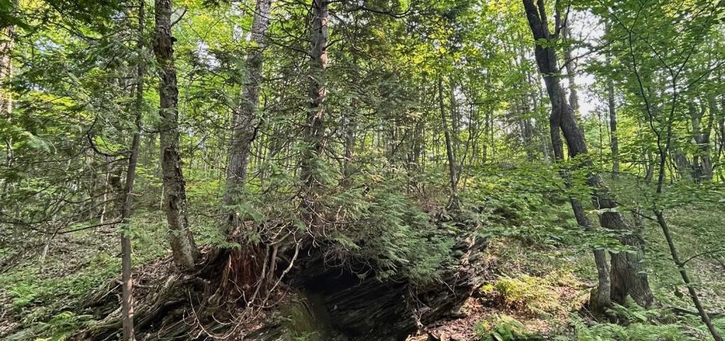 Boston Creek shale outcropping