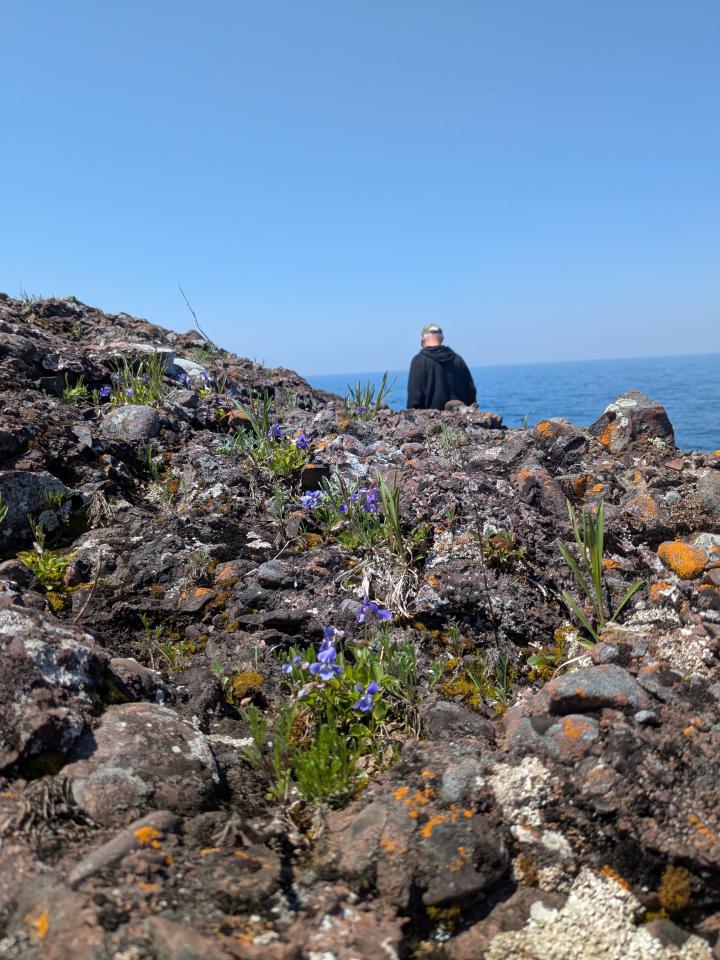 Flowering plants emerge from bedrock at Lake Glazon Nature Area. A person walks over the bedrock in the background