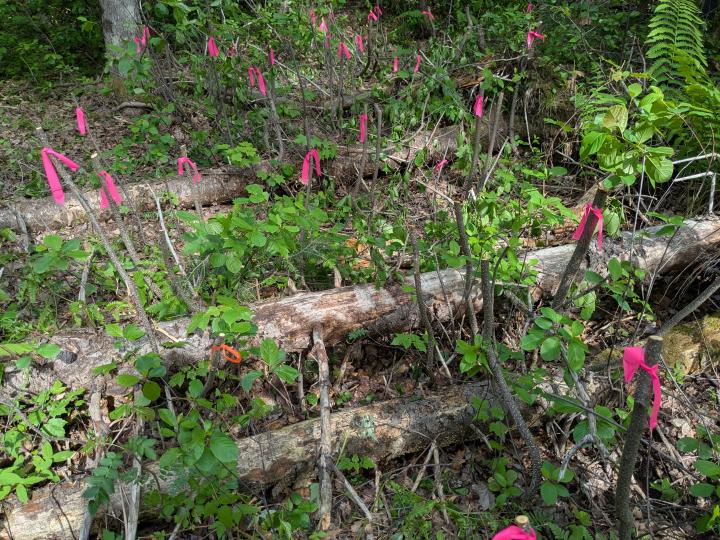 image of a lot of buckthorn stumps cut high off the ground