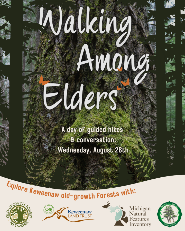 Walking Among Elders old growth hike flyer