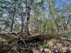 Birch Tree roots span a culvert at Point Mills